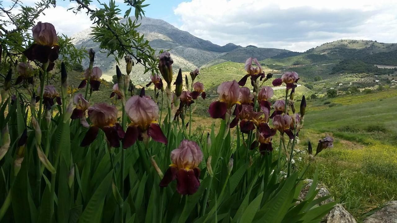 Finca Las Morenas Yunquera Екстериор снимка